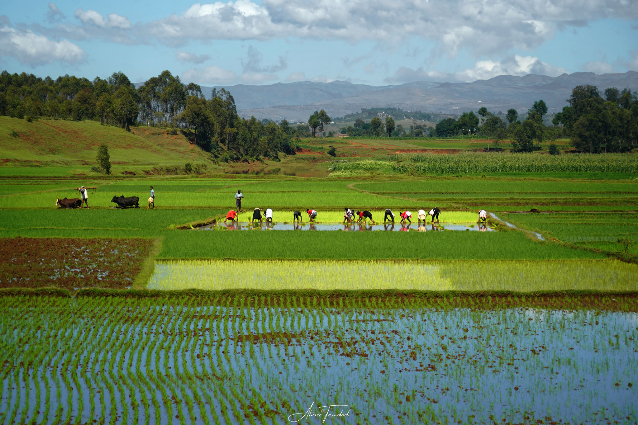 arrozal_en_madagascar