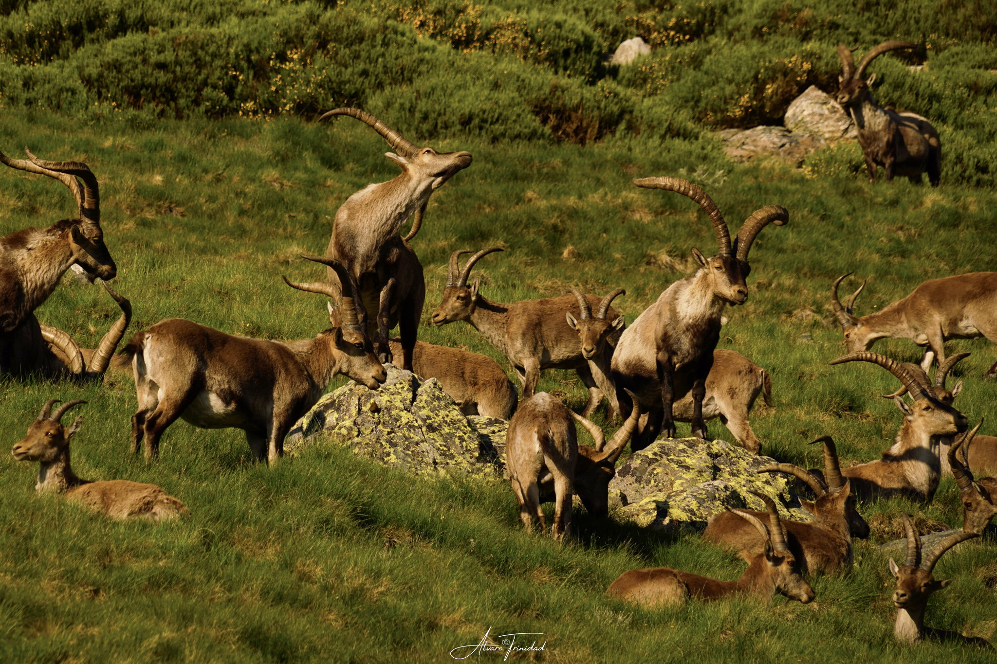 cabras_montesas_gredos